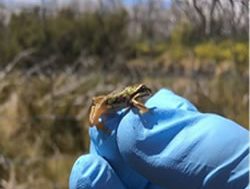 Parks launch sound program to talk to frogs