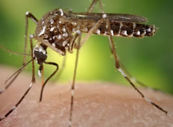 Mozzie virus threat goes national