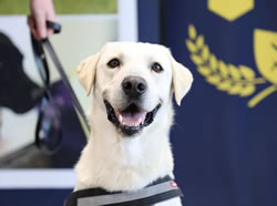 Detector dogs graduate from ABF school