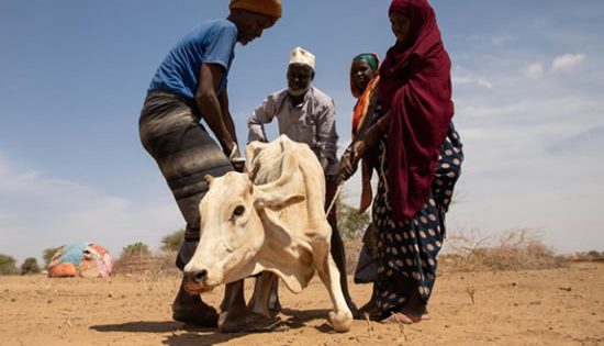 Millions go hungry as rains fail again