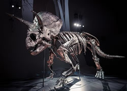 No bones about dinosaur starring in museum