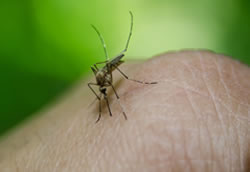 Mozzie stings risk up as floodwaters ease