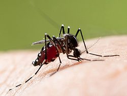 State on alert for nasty mozzie virus