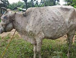 Cattle disease sparks biosecurity talks