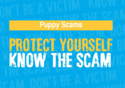Police warn parents as puppy scams bite