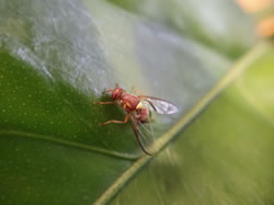 SA warned as Queensland fruit fly found again