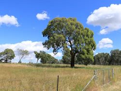 New action plan to save oldest trees