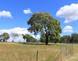 New action plan to save oldest trees