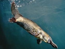 Departments team up to track platypus down