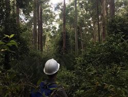 Agencies go bush to measure forest carbon