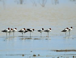 Parks’ Open Day to show rare birds in full flight