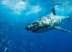 Island visitors warned not to feed sharks