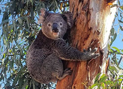 National plan to save koalas released