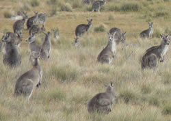 EPSDD hops in to control kangaroos
