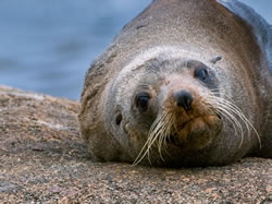 NPWS call to give space to fur seals on beaches