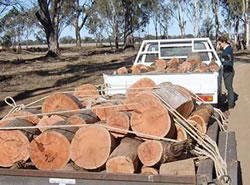 Forest rangers to fine firewood hunters