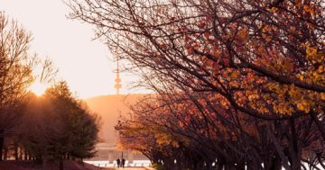 Canberra blossoms into tree city of the world