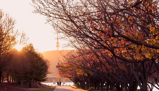 Canberra blossoms into tree city of the world
