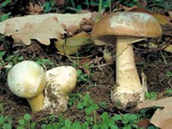 Deadly mushrooms prompt health warning again
