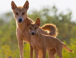 From wolf to chihuahua: Where the dingo sits
