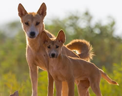 Eyes of the dingo provide insight into how dogs became our