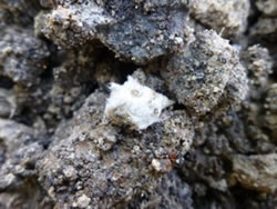 WorkSafe issues advice on asbestos in soil