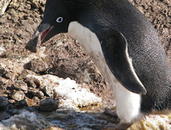 Antarctica reveals secret life of penguins