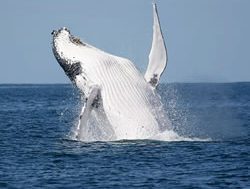 Migrating whales making splashes