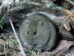 NPWS acts to save rare Barrington Tops rats