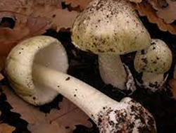 Diners urged to avoid toxic mushrooms
