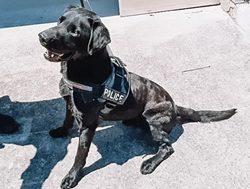 Police enlist new detection dogs