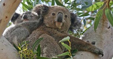 Full recovery cost of Australia's threatened species would total an infeasible 25 per cent of GDP