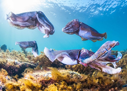 Spencer Gulf fishing ban to protect cuttlefish