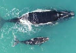 Be a whale watcher as whales cruise off the coast
