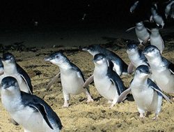 Penguin Parade to welcome more visitors