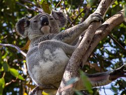 New koala population discovered