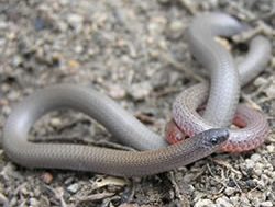 Endangered pink tail lizards back in the red