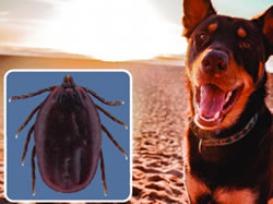 Rain leaves deadly disease for the dogs