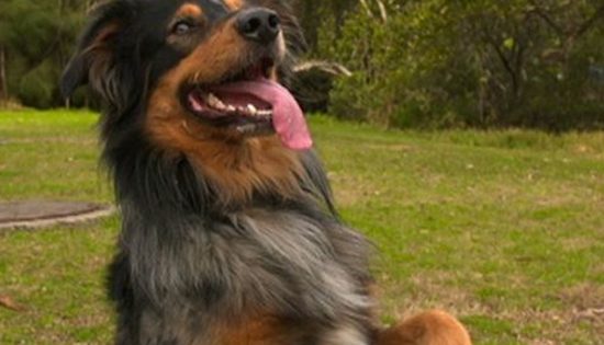 Science can help dogs enjoy their best life