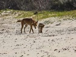 K’gari visitors urged to dodge dingoes