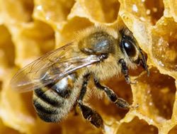EPSDD lays down a honey bee law