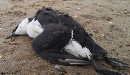 Scientists sound alarm over bird fatalities