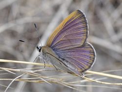 Call for planting to save rare butterflies