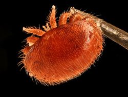 Plan bee in battle against varroa mite