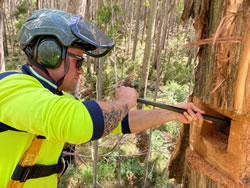 DELWP carving homes for forest wildlife