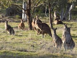 Reserves reopened following Kangaroo cull