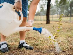 Tree Day events pop up across NSW