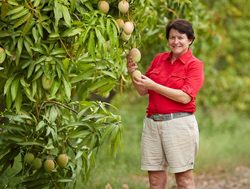 Mango program produces new varieties