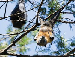 Sprinklers to relieve city bats from the heat