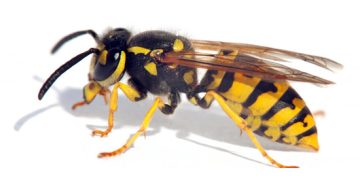 DPIRD takes sting out of wasp numbers